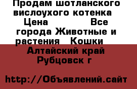 Продам шотланского вислоухого котенка › Цена ­ 10 000 - Все города Животные и растения » Кошки   . Алтайский край,Рубцовск г.